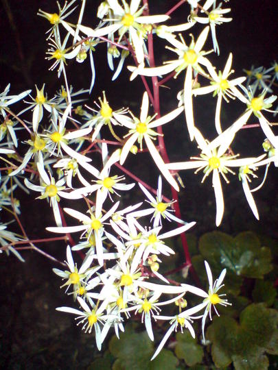 saxifrage rubrifolia (saxifraga fortunei)