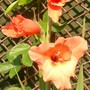 Gladi 'Jo Ann' (Gladiolus grandiflorus)