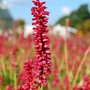 Persicaria amplexicaulis