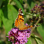 Tortoise shell butterfly (Buddleja davidii (Butterfly bush))