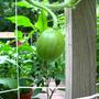 New Watermelon (citrullus lanatus Sugar baby)