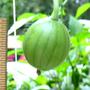 Tiny little Watermelon