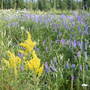 more wildflowers