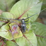 Spruce beetle