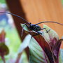 Sprucebeetle