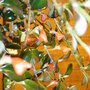 Gldfish (Nematanthus gregarius)