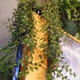 goldfish plant (Nematanthus gregarius)