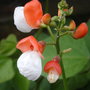 Phaseolus coccineus