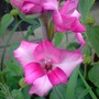 pink gladioli