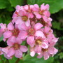 Bergenia cordifolia (Bergenia cordifolia)