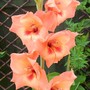 Gladioli Jo Ann (Gladiolus grandiflorus)