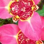 Tigridia
