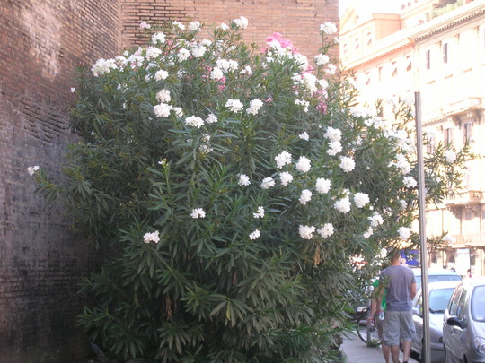 Oleander