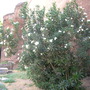 Dscn2919