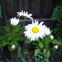 Leucanthemum x superbum (Shasta daisy) 'Alaska'