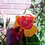 Tigridia pavonia