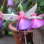 fuschia