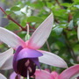 fuschia