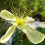 Hypericum Polyphyllum