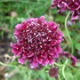 Scabiosa atropurpurea