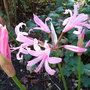 Nerine bowdenii 'Fenwick's Variety' (Nerine bowdenii 'Fenwick's Variety')