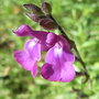 Salvia lycioides