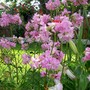 Saponaria