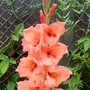 Gladioli 'Jo Ann' (Gladiolus grandiflorus)