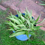 A Potted Aloe Vera Plant (Aloe Vera Barbadensis)