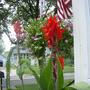 Potted Cannas in the front garden.