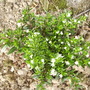 Cuphea hyssopifolia
