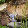 Water Iris [Iris laevigata.] in flower 05.08 (Iris laevigata (Vistabile))