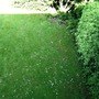 Front garden needs a face lift