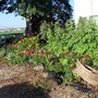 Hollyhocks