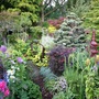 Lower Garden 23 July 08