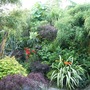 Middle Garden Jungle 23 July 08