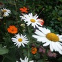 Leucanthemum x superbum (Shasta daisy)