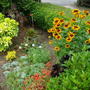 Rudbeckia hirta