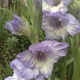 White and Lilac Gladioli