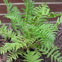 Ostrich fern (Matteuccia struthiopteris (Ostrich fern))