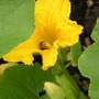 Squashy Sam gets a romantic call (Cucurbita maxima (Atlantic Giant))