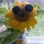 One cold Sunflower