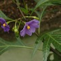 Solanum laciniatum (Kangaroo Apple) (Solanum laciniatum (Kangaroo Apple))