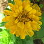 Zinnia elegans