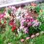Snap Dragons (Antirrhinum Majus)
