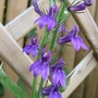 Lobelia__fan_blue_