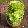 Aeonium Arboreum (Aeonium Arboreum)