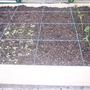 My Square Foot Garden