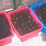 Carrots and Chilli plants
