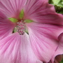 mallow